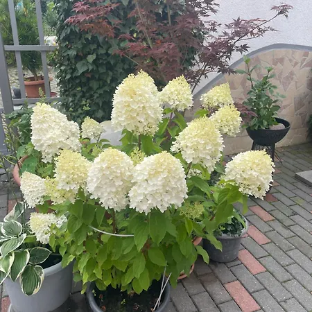 Doreen Nieswand 3* Gamstadt