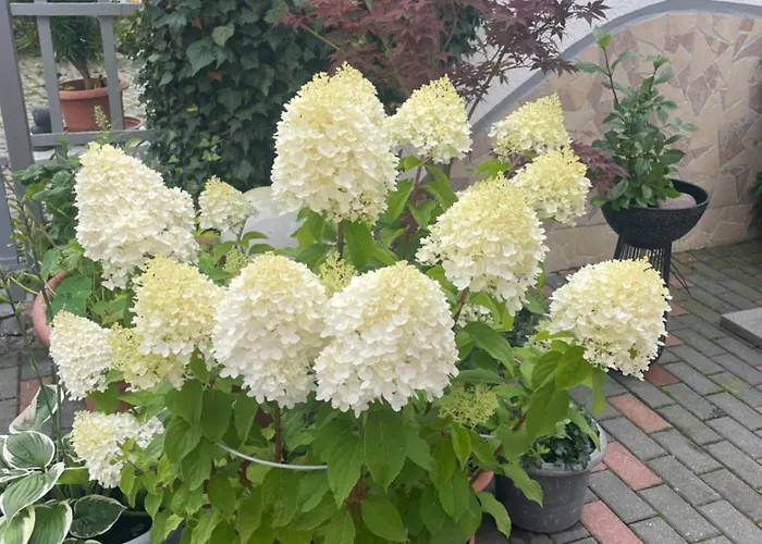 Doreen Nieswand 3* Gamstadt